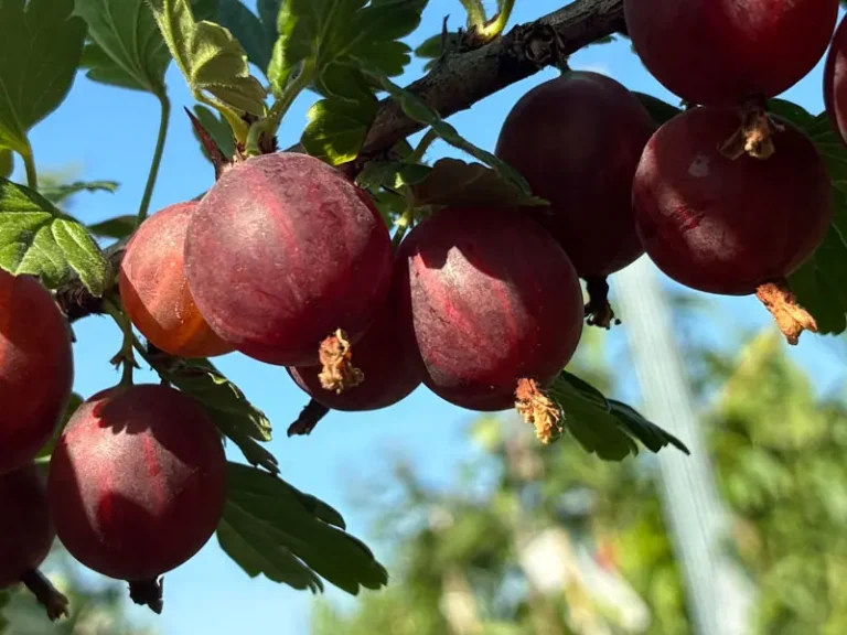 Ribes uva-crispa "Rita"