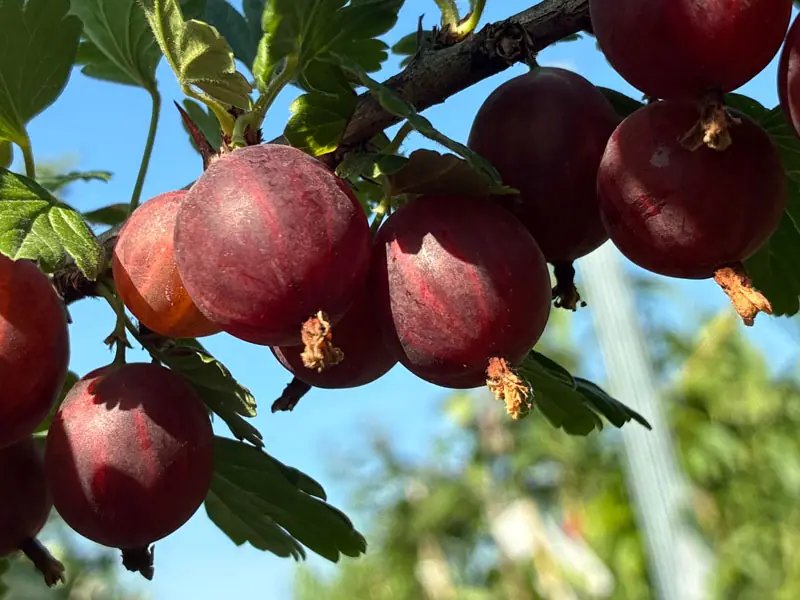 Ribes uva-crispa "Rita"