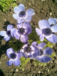 Anemone "St. Brigid Mix"