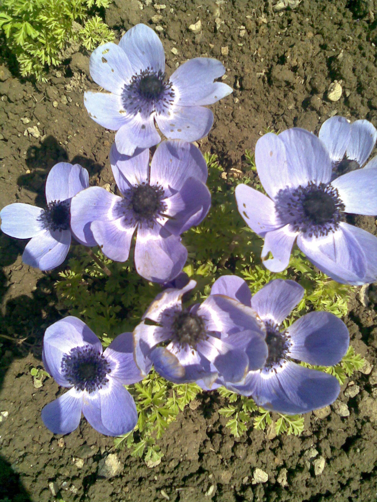 Anemone coronaria St. Brigid Mix – Mugulaline püsik (suvelill)
