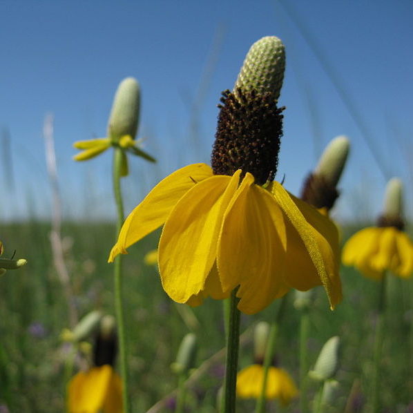 Ratibida columnifera