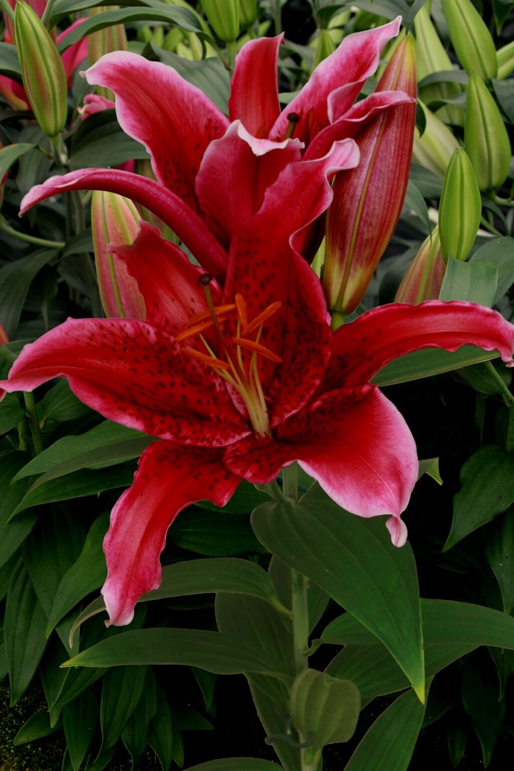 Lilium "Red Flash"