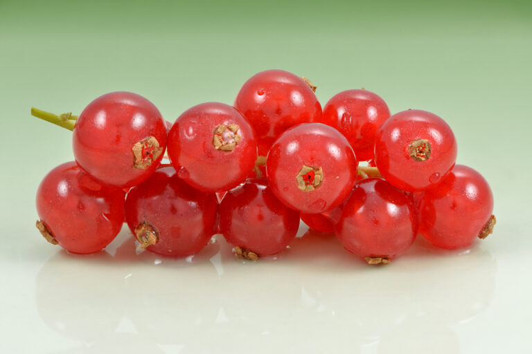 Ribes rubrum "Viksnes"