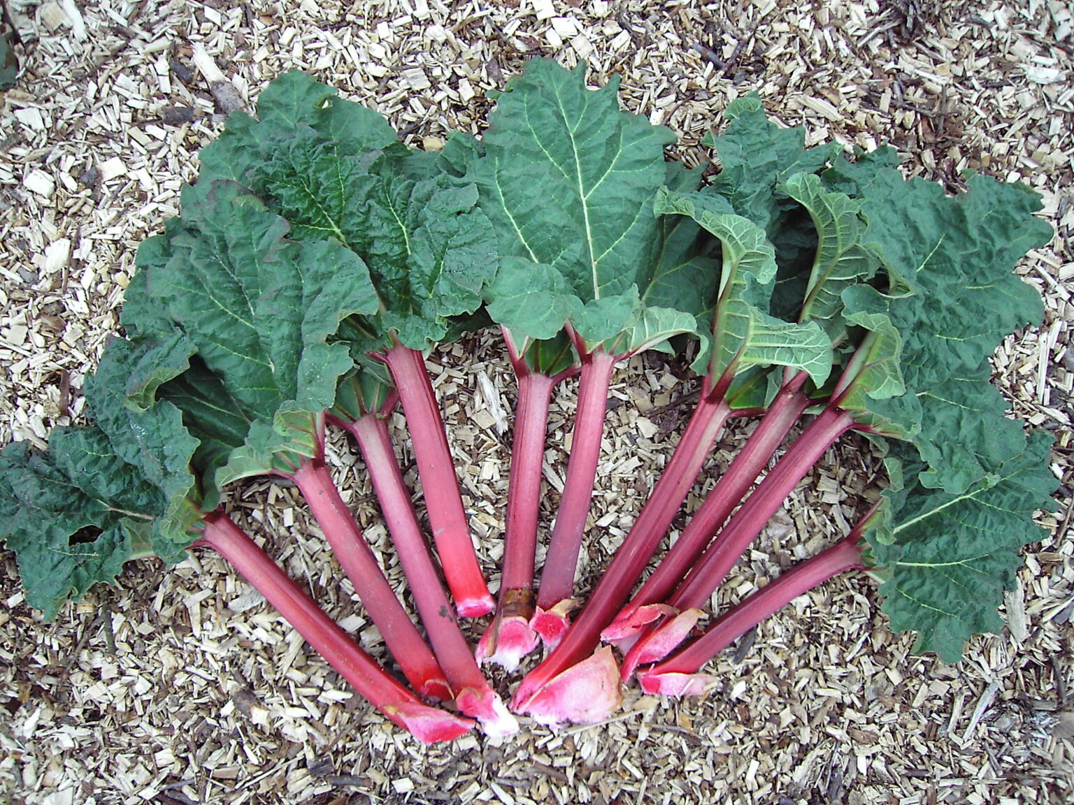 Rheum rhabarbarum "Holsteine Blut"