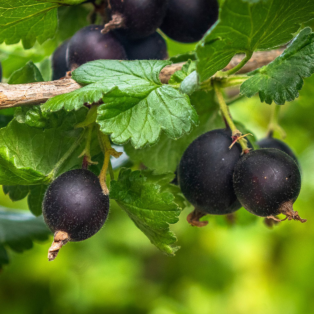 Ribes x nidigrolaria uz stumbra