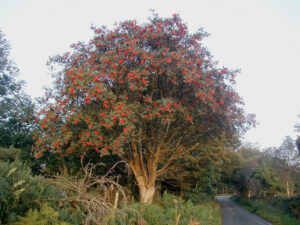 Harilik pihlakas +/-1.5m (Sorbus aucuparia)