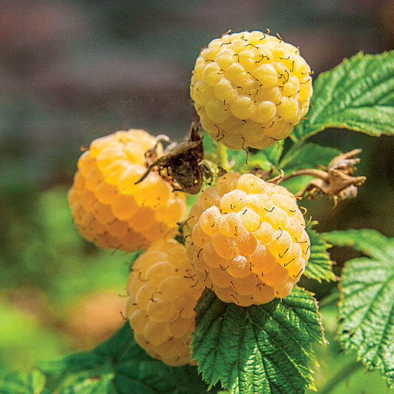 Малина "Fallgold" (Rubus idaeus "Fallgold")