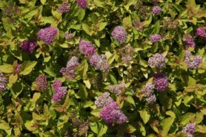 Spiraea japonica "Lisp" 20 cm pott