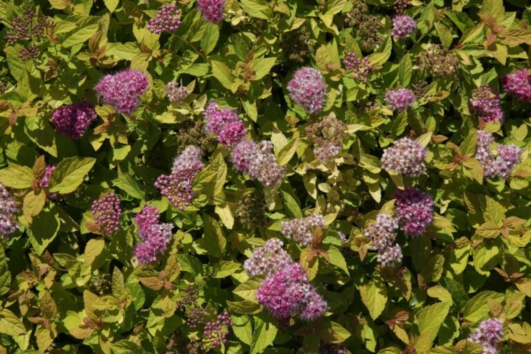 Spiraea japonica "Lisp" 20 cm pott