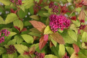 Spiraea japonica "Walbuma" (Magic Carpet)