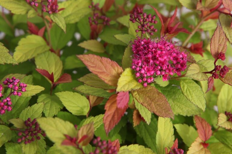 Spiraea japonica "Walbuma" (Magic Carpet)