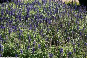 Salvia farinacea "Victoria Blue"