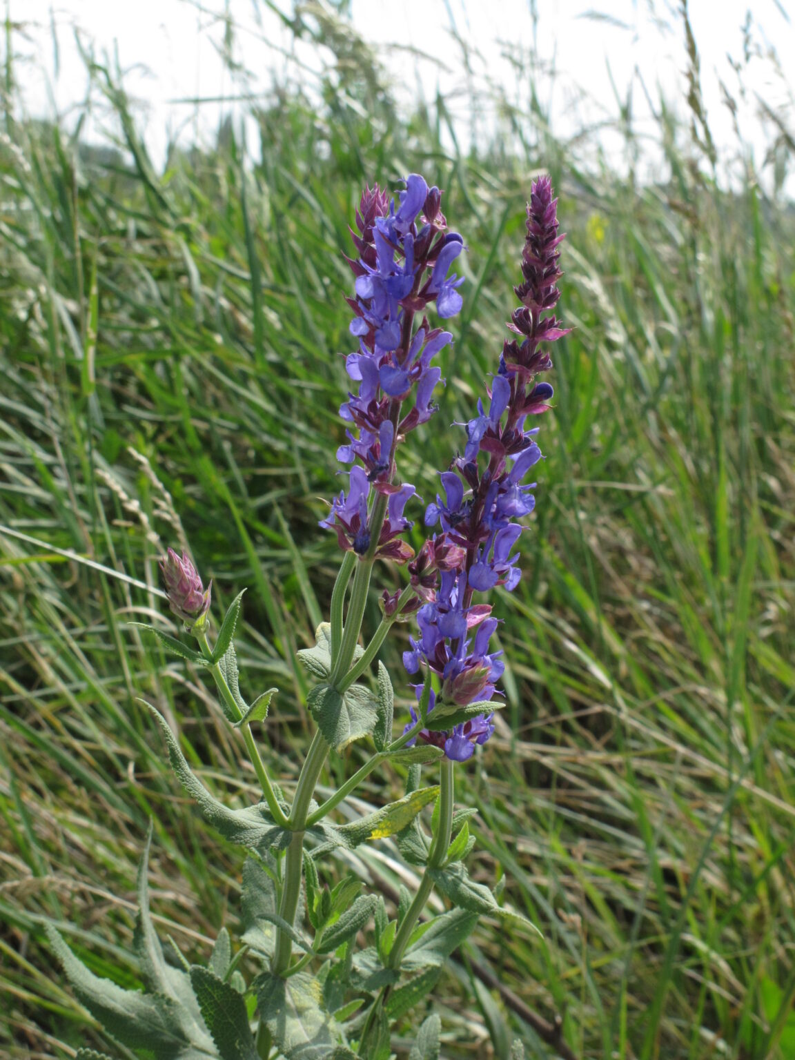 Salvia nemorosa Sensation Deep Blue