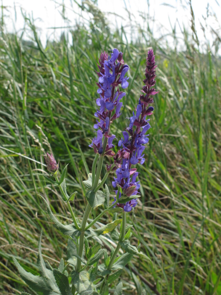 Salvia nemorosa Sensation Deep Blue