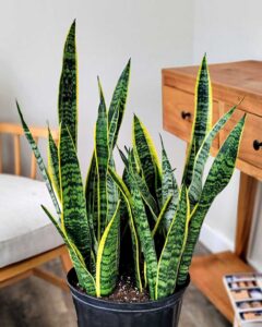 Сансевиерия трёхполосная "Laurentii" (Sansevieria trifasciata), горшок 12 см