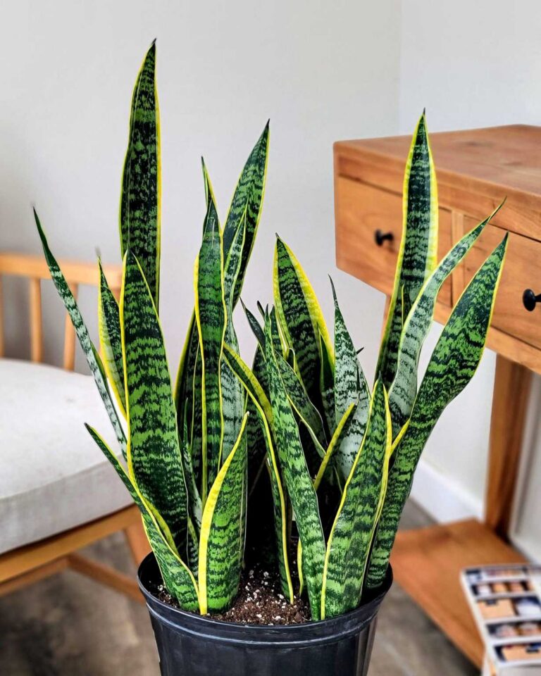 Sansevieria trifasciata "Laurentii", 12 cm pot