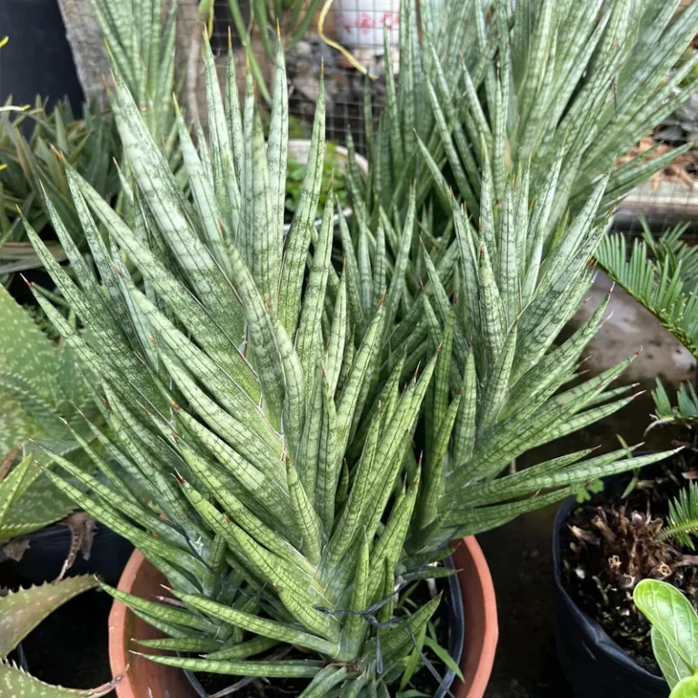 Sansevieria francisii, 7 cm pot