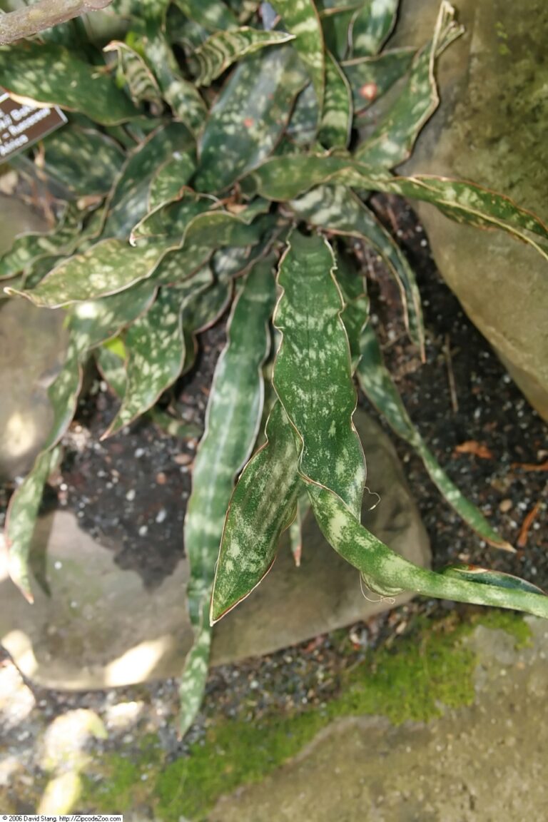 Sansevieria Kirki