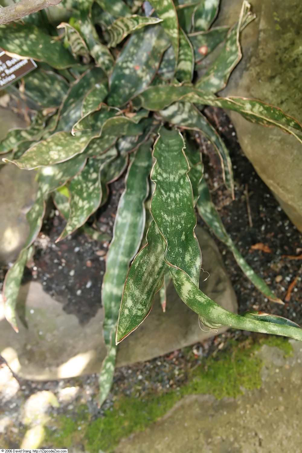 Sansevieria Kirki
