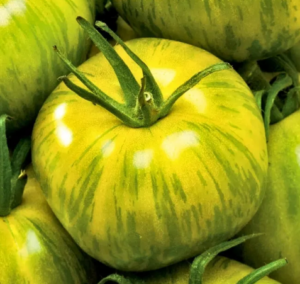 Solanum l. "Smarald"