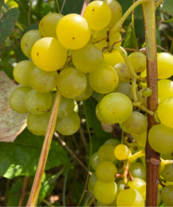 Vitis vinifera "Skaiste"
