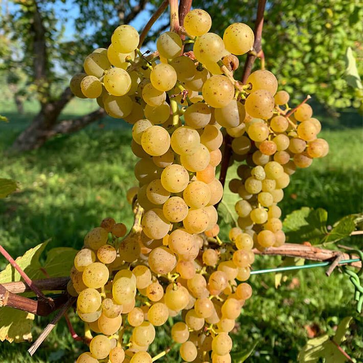 Vitis vinifera "Skujina 675"