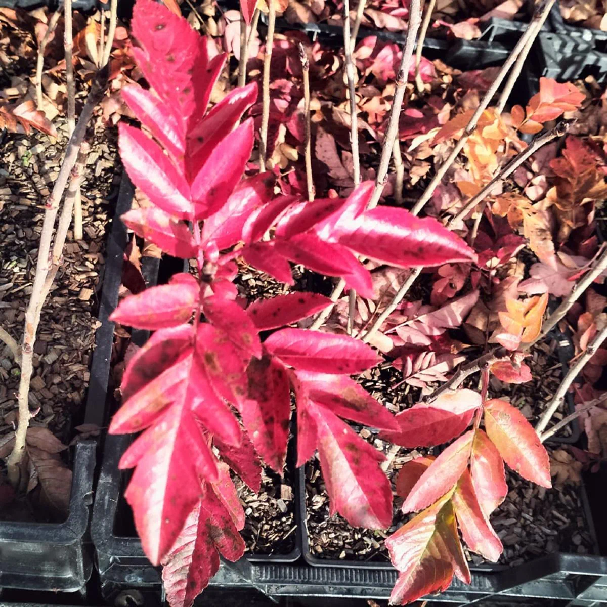 Sorbus "Burca" 1,5–2 m 7 l vazonas