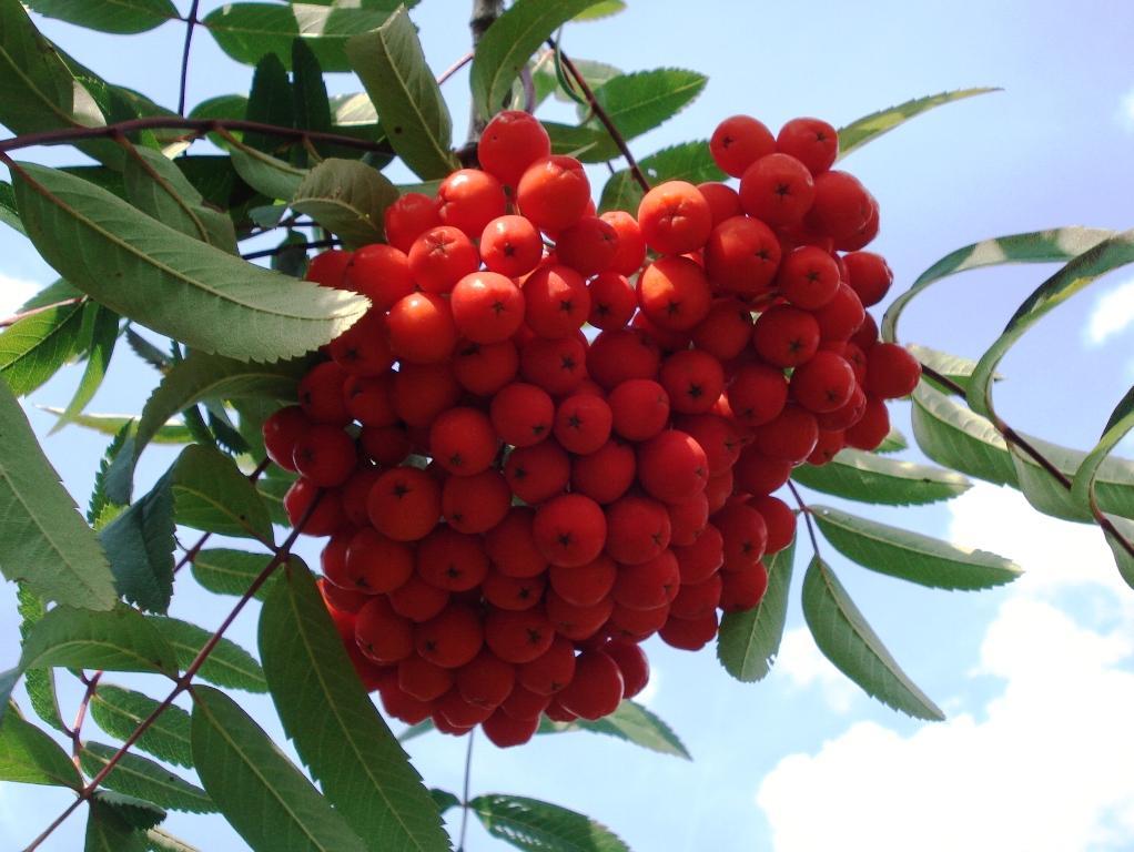 Рябина "Krasavica" (Sorbus "Krasavica")