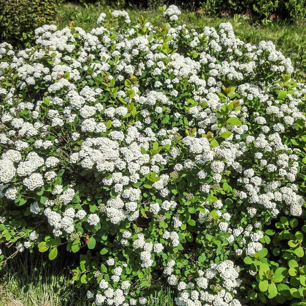 Spiraea betulifolia "Island"