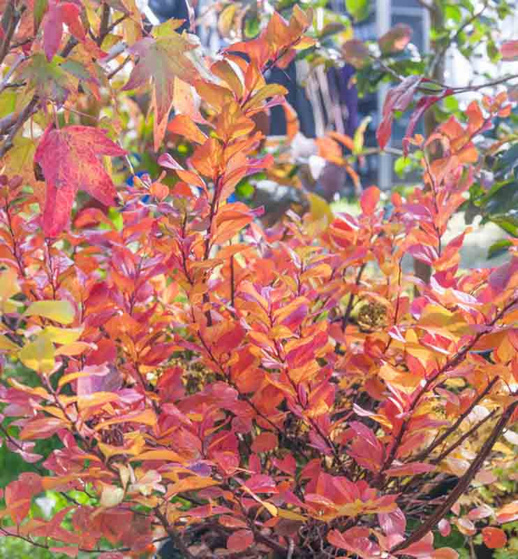 Spiraea betulifolia "Tor Gold"