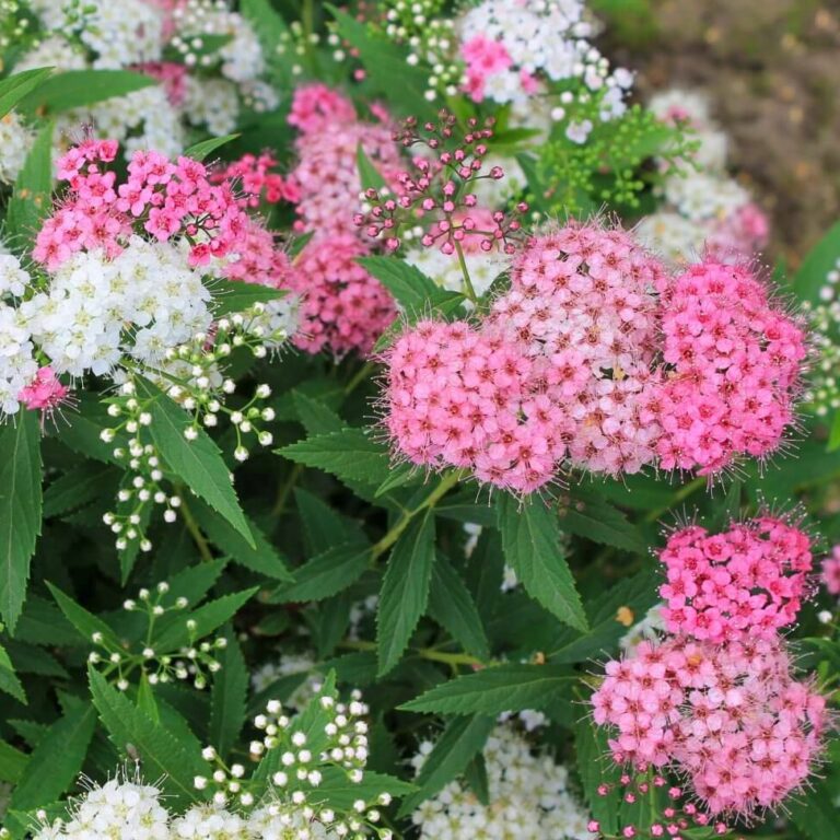 Spiraea japonica "Genpei"