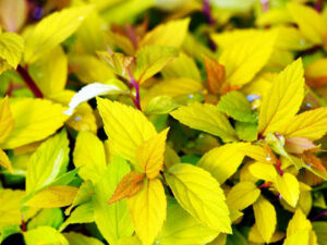 Spiraea japonica "Gold Mound"