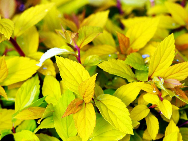 Spiraea japonica "Gold Mound"