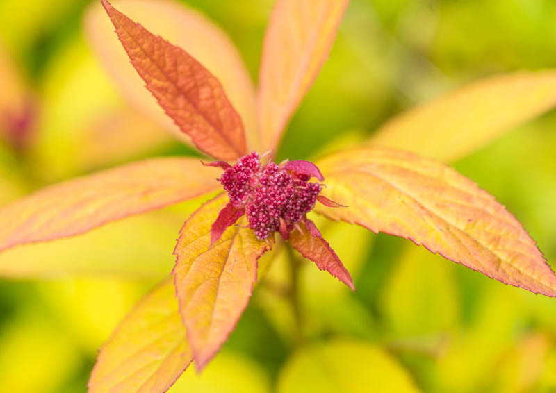 Spiraea japonica "Walbuma"
