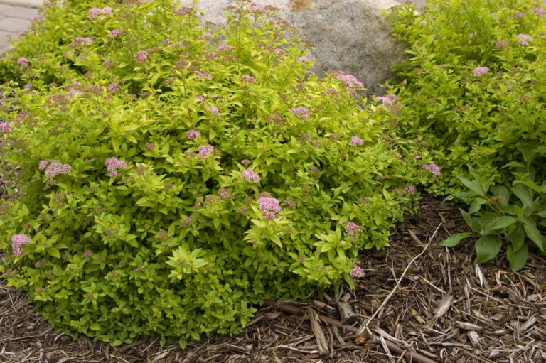 Spiraea japonica "Bailcarol" 12 cm pott
