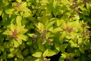 Spiraea japonica "Golden Princess"