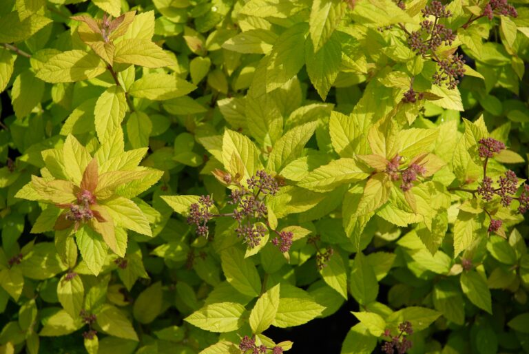 Spiraea japonica "Golden Princess"