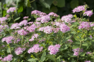 Spiraea betulifolia "Pink Sparkler" 20 cm pott