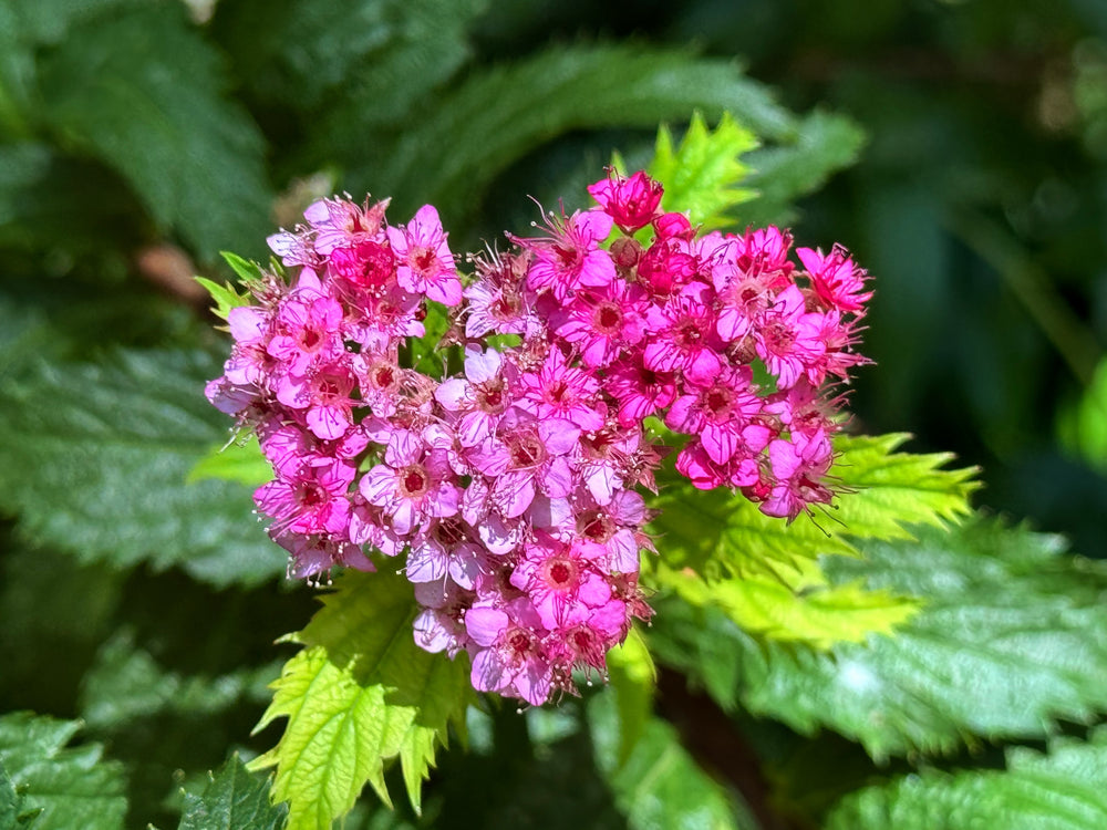 Japanese spirea "Crispa"