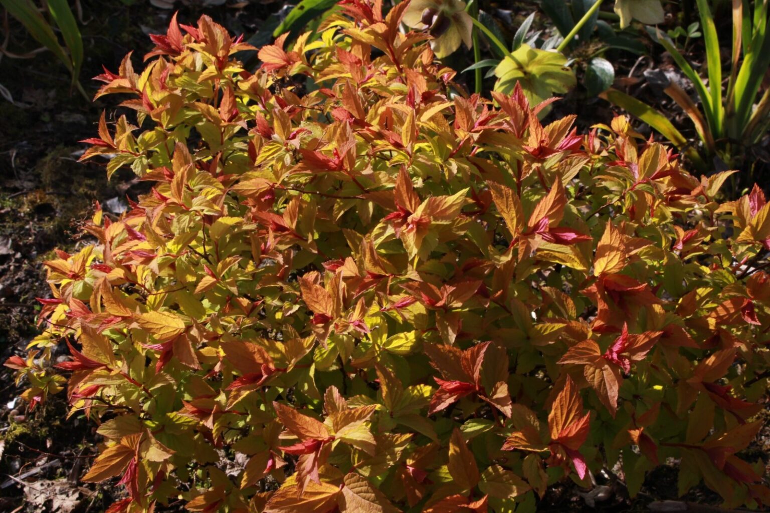 Japānas spireja Spiraea japonica "Walbuma", 15 cm pods