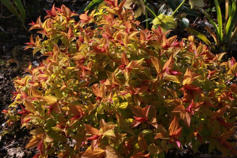 Japanninangervo Spiraea japonica "Walbuma", 15 cm ruukku