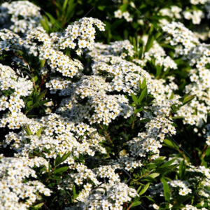 Spiraea x cinerea "Grefsheim" 2L pott