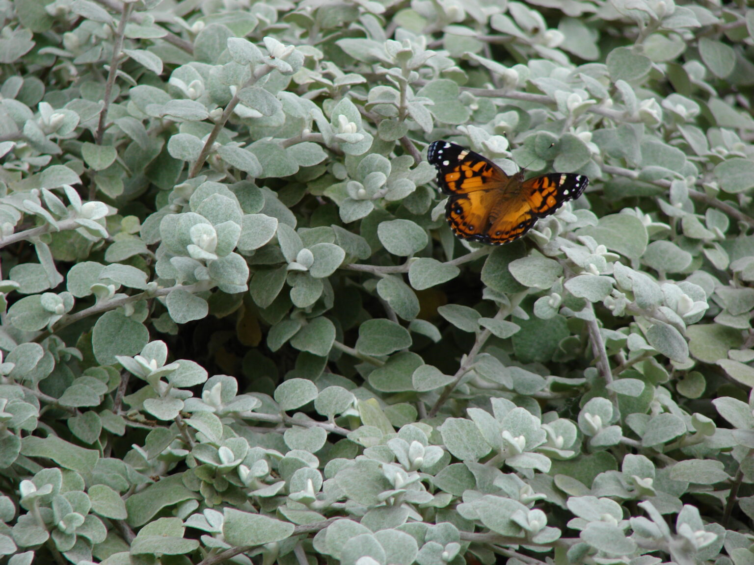 Helichrysum petiolare Lamav käokuld