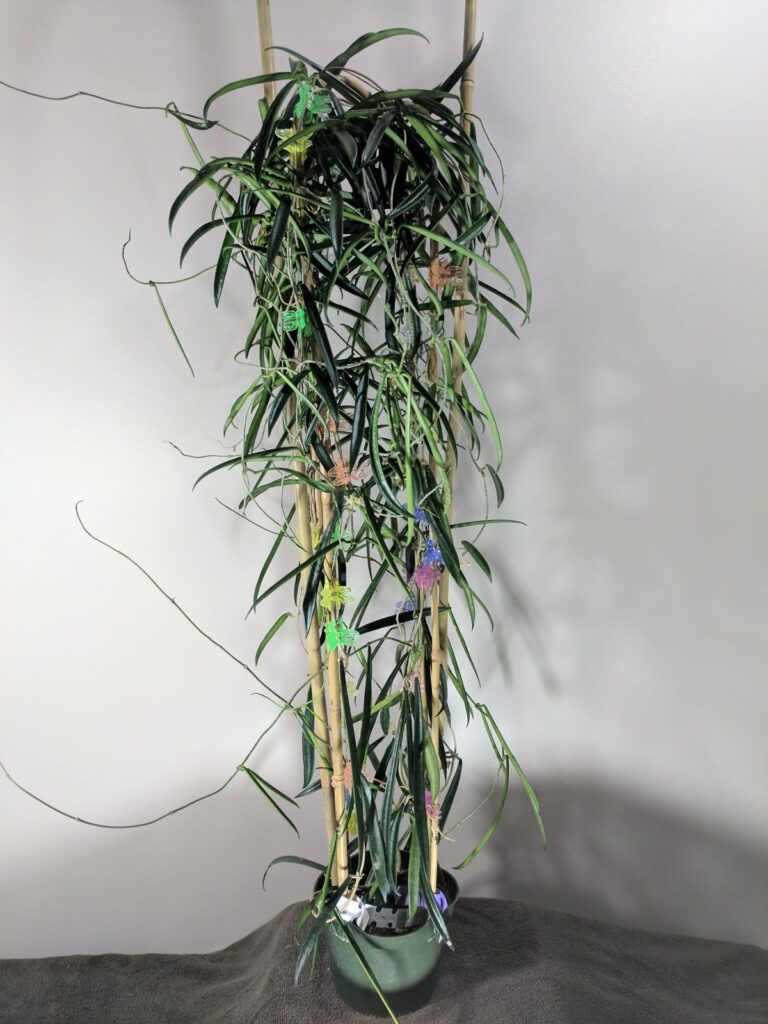 Hoja shepherdii, 6 cm vazonas