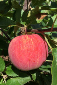 Malus domestica "Jaani suveõun"