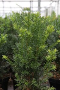 Taxus media "Groenland"