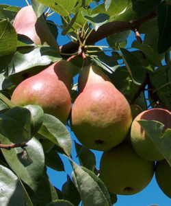 Pyrus communis "Tajuščaja"