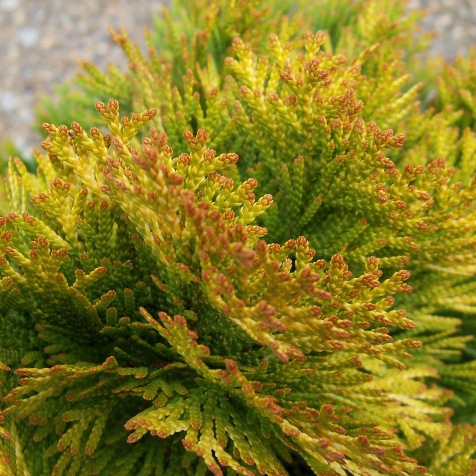 Thuja occidentalis "Janed Gold"