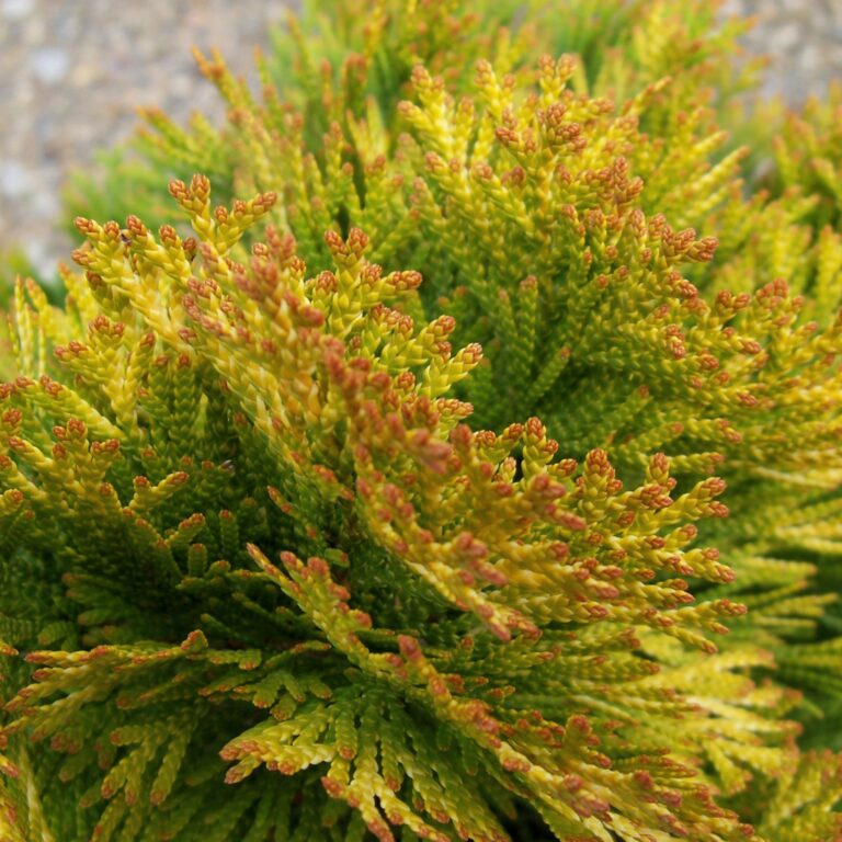 Thuja occidentalis "Janed Gold"