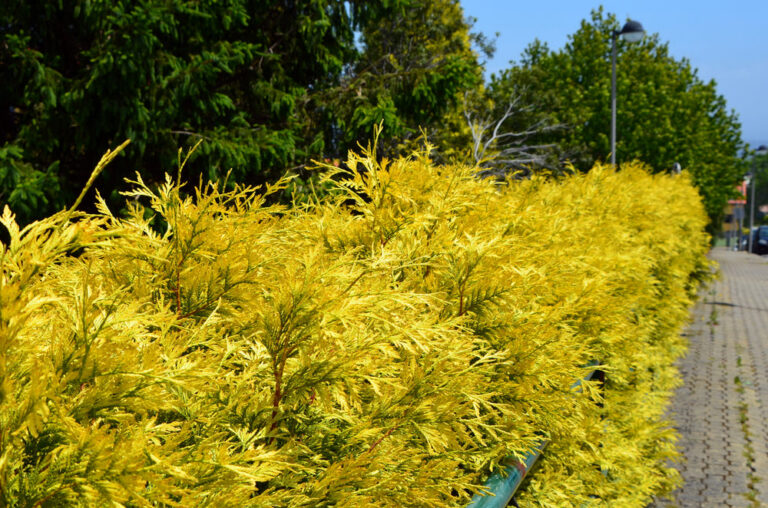 Thuja occidentalis "Yellow Ribbon" 20 cm ruukku